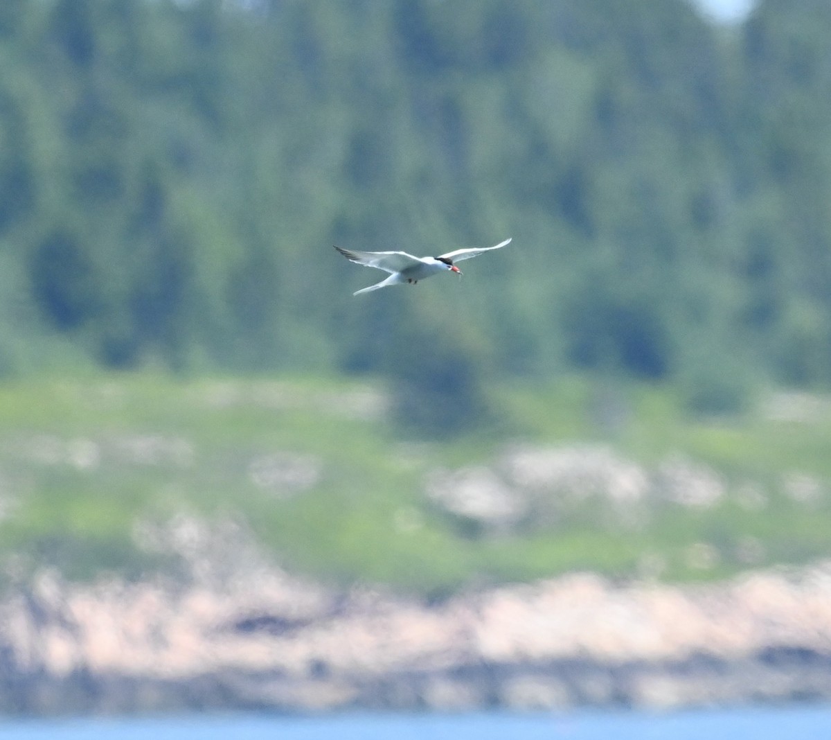 Common Tern - ML638557220