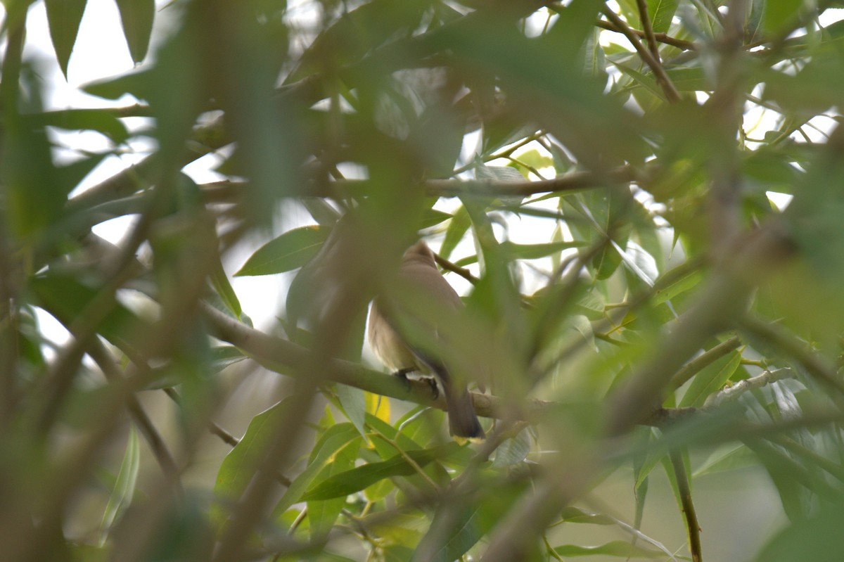 Cedar Waxwing - ML638557221