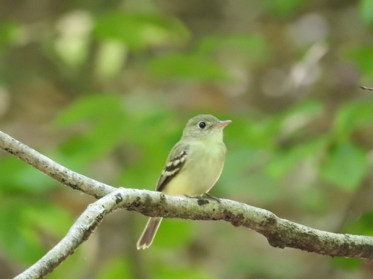 Acadian Flycatcher - ML638557224