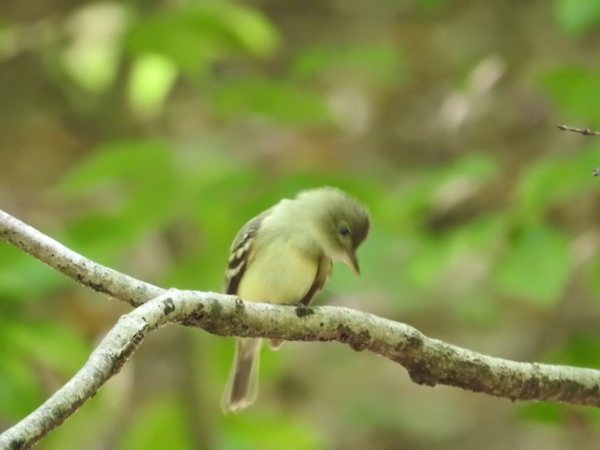 Acadian Flycatcher - ML638557225