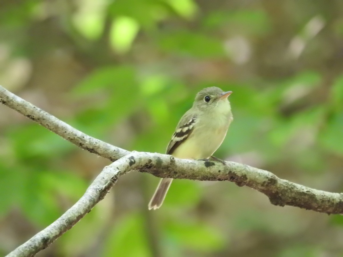Acadian Flycatcher - ML638557226