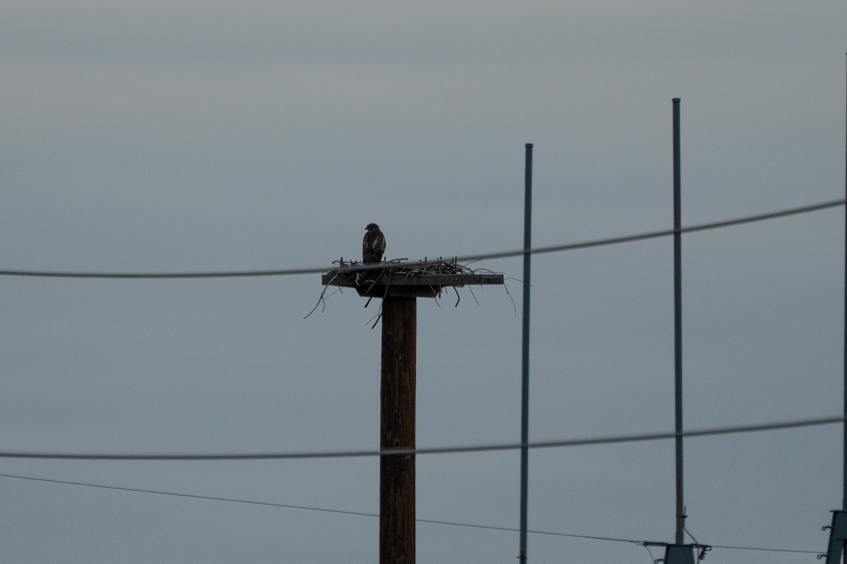 Red-tailed Hawk - ML638557229