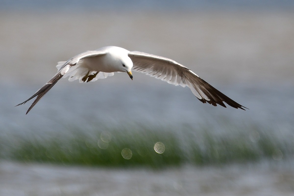 Ring-billed Gull - ML638557234