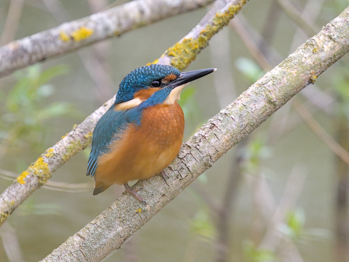 Common Kingfisher - ML638557257