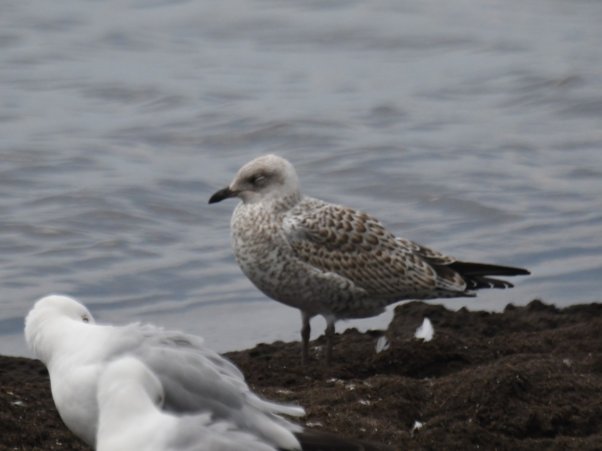 Ring-billed Gull - ML638557271