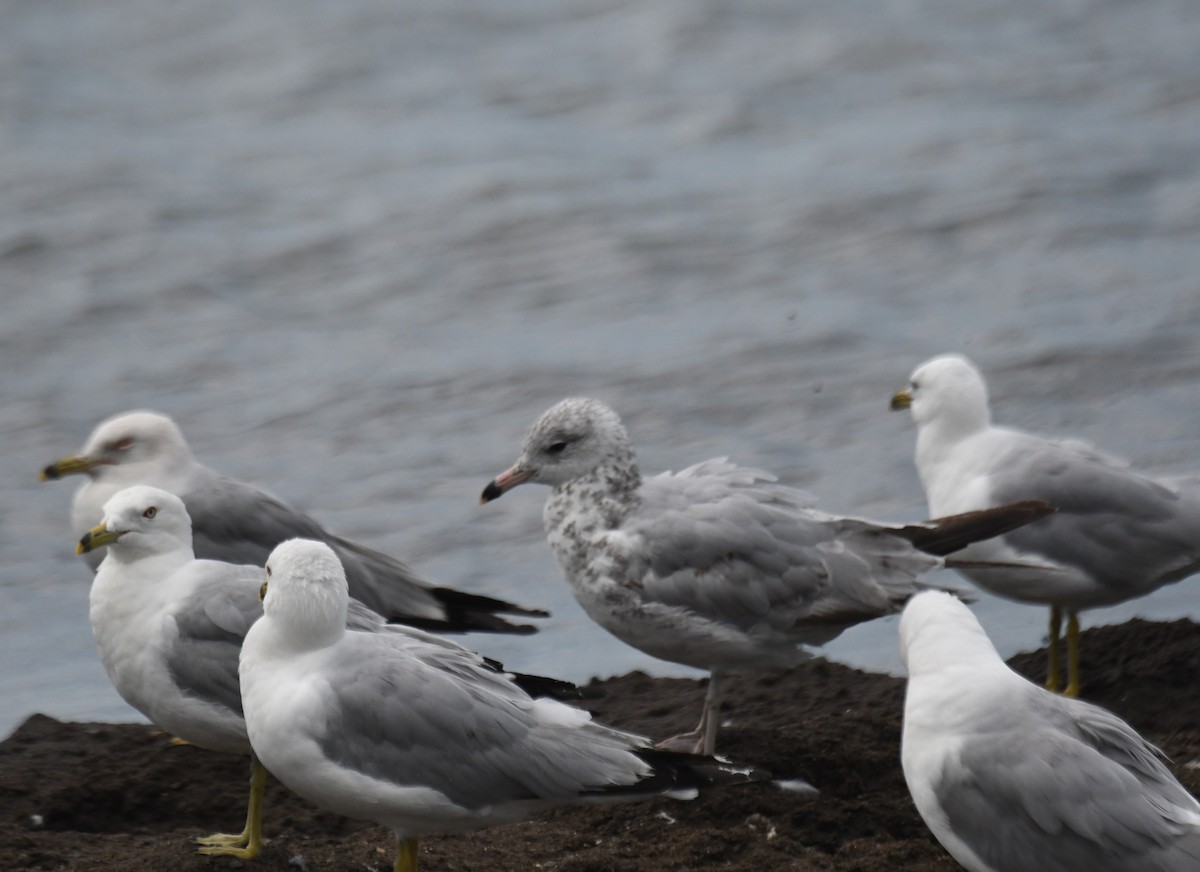 Ring-billed Gull - ML638557272