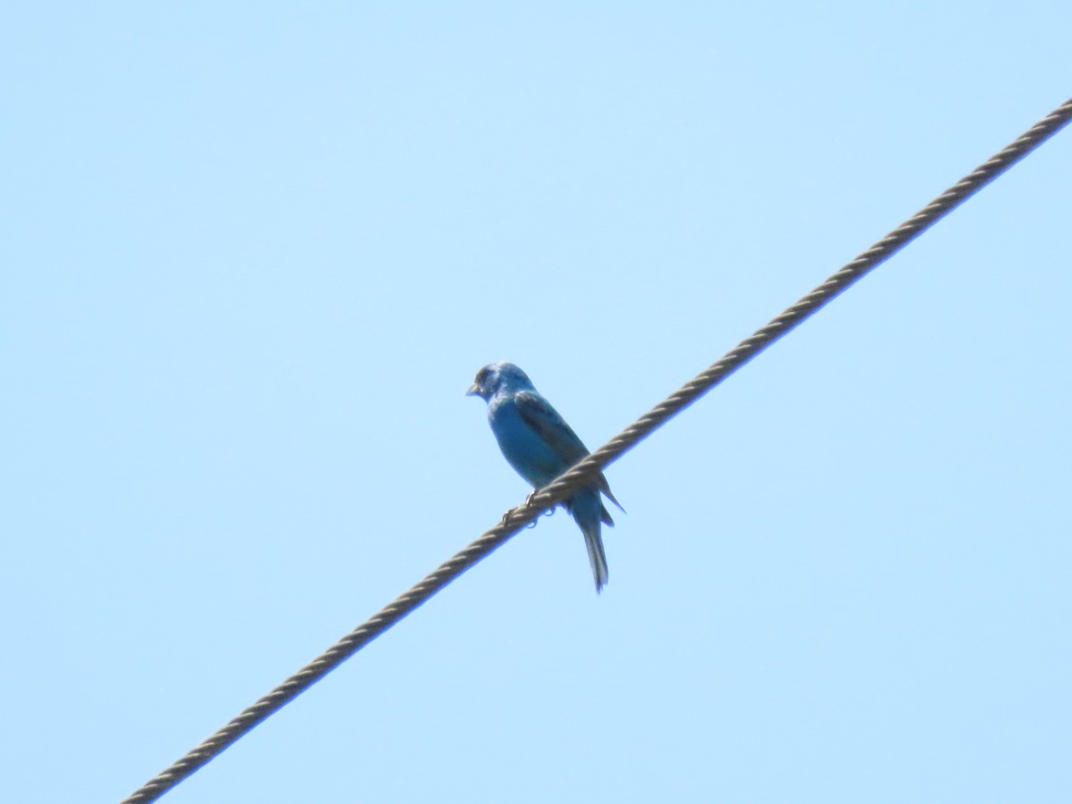Indigo Bunting - ML638557276
