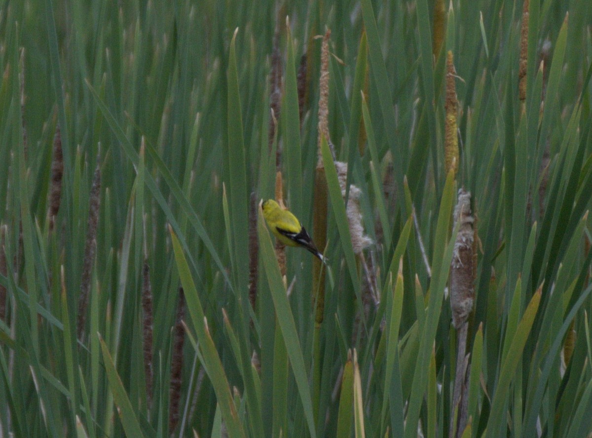 American Goldfinch - ML638557296