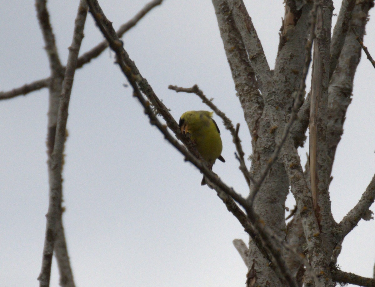 American Goldfinch - ML638557297