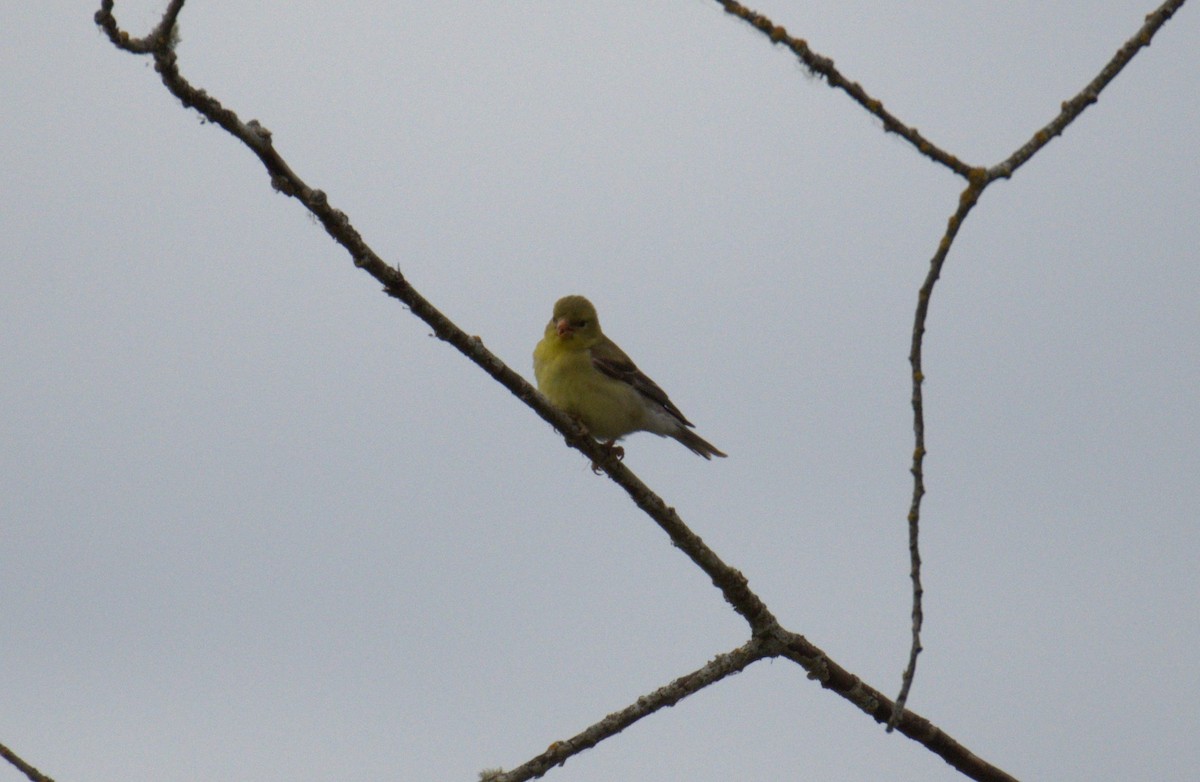American Goldfinch - ML638557298