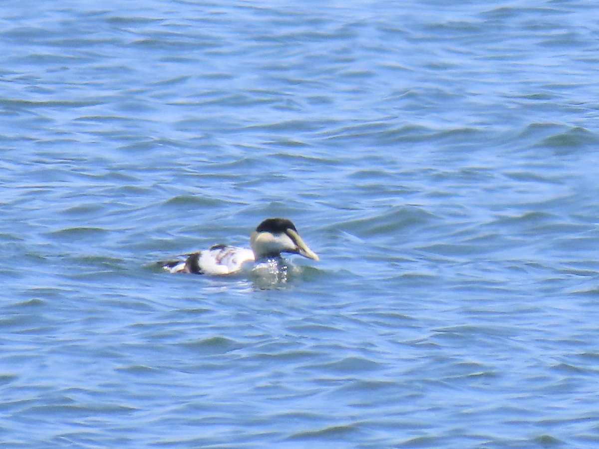 Common Eider - ML638557304