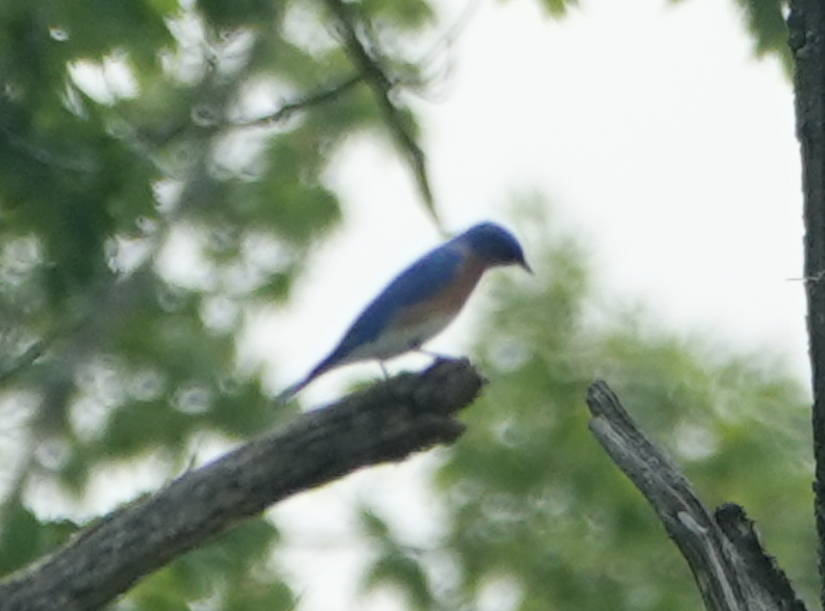 Eastern Bluebird - ML638557314