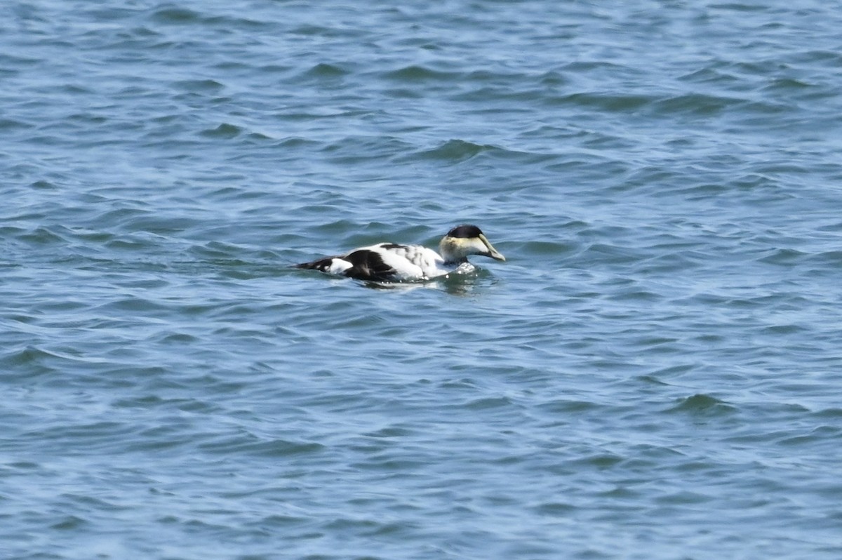 Common Eider - ML638557321