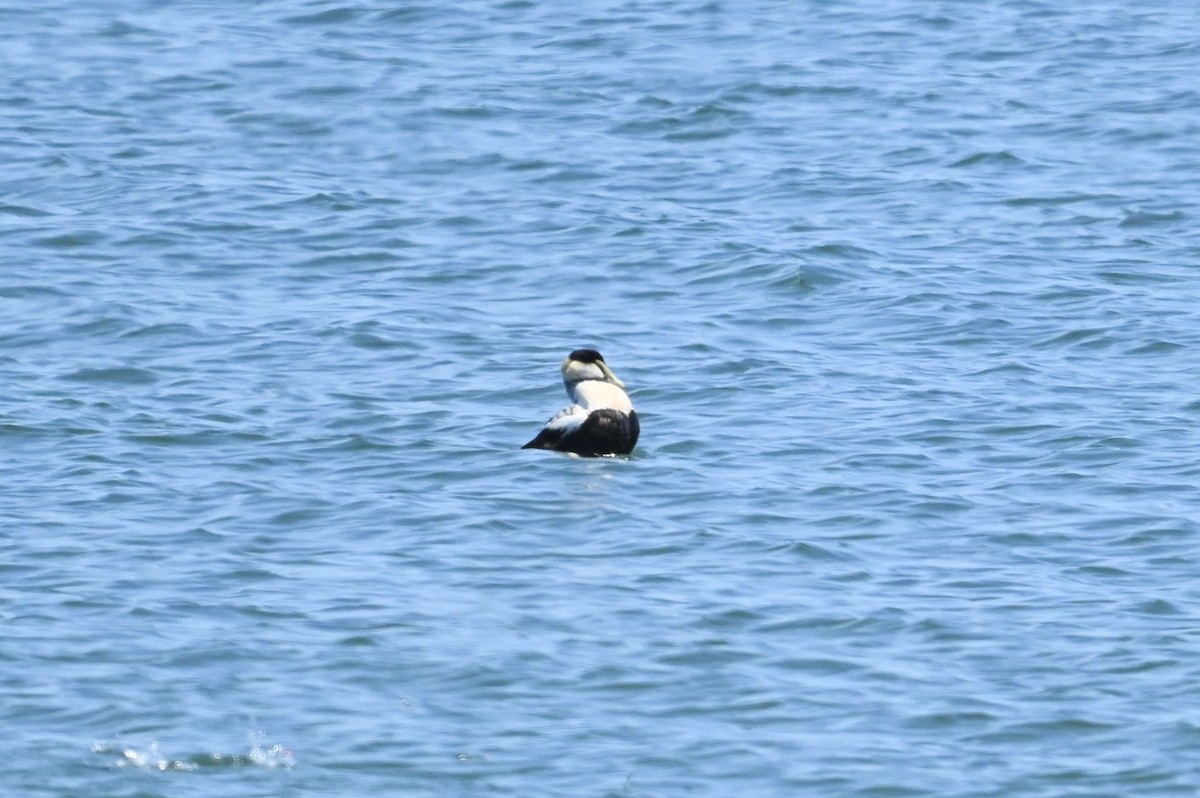 Common Eider - ML638557322