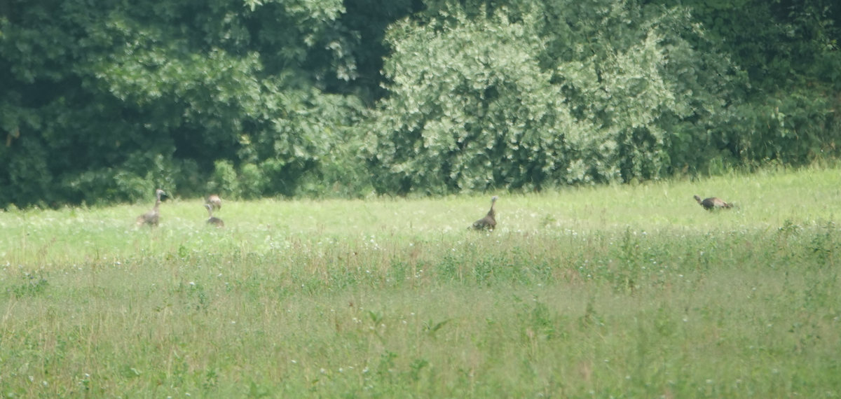 Wild Turkey - ML638557324
