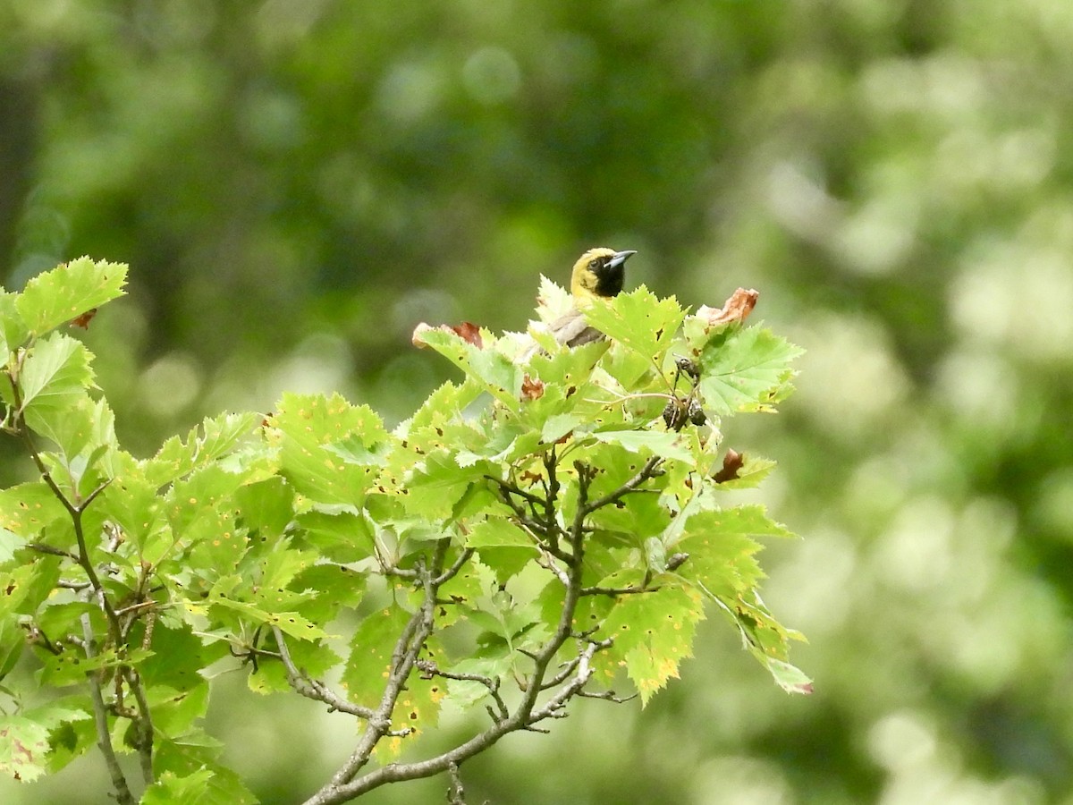 Orchard Oriole - ML638557326