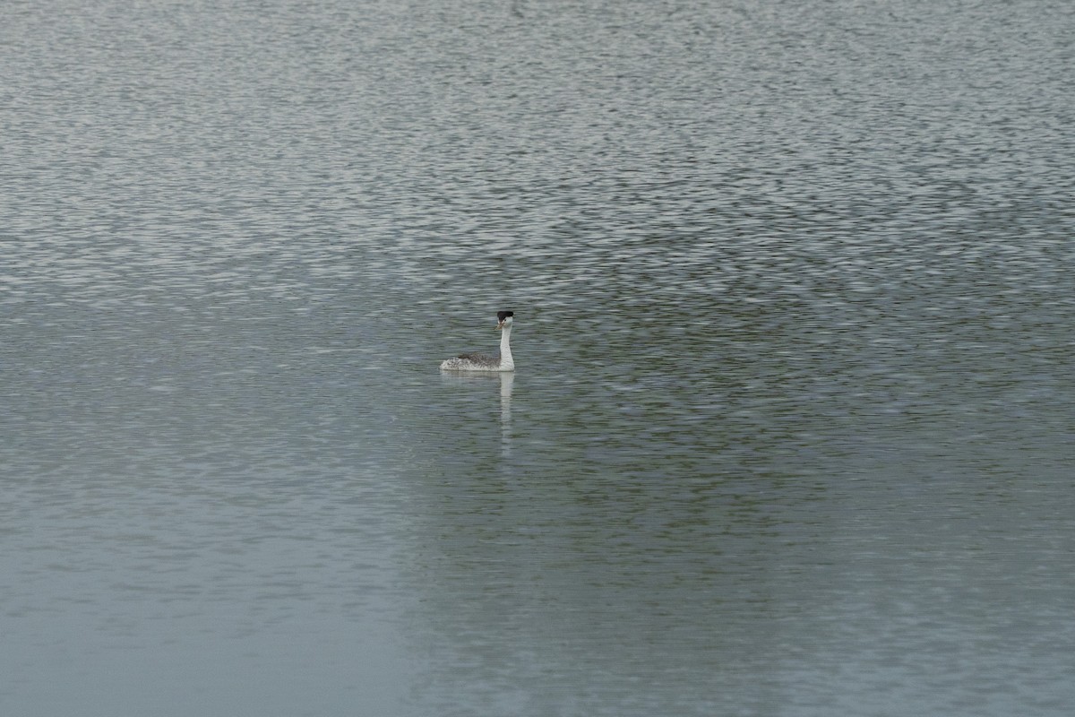 Clark's Grebe - ML638557327