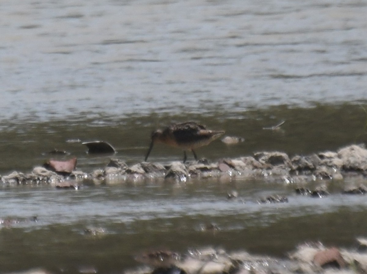 Short-billed Dowitcher - ML638557328