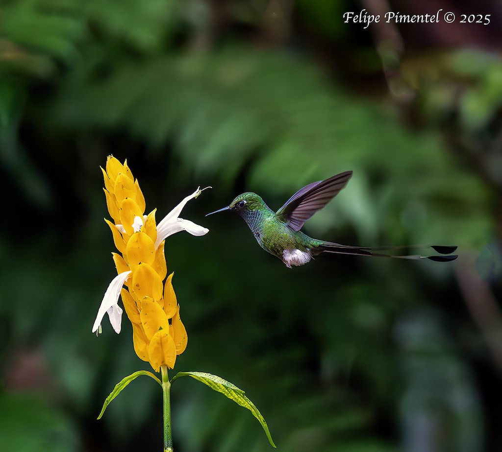White-booted Racket-tail - ML638557334