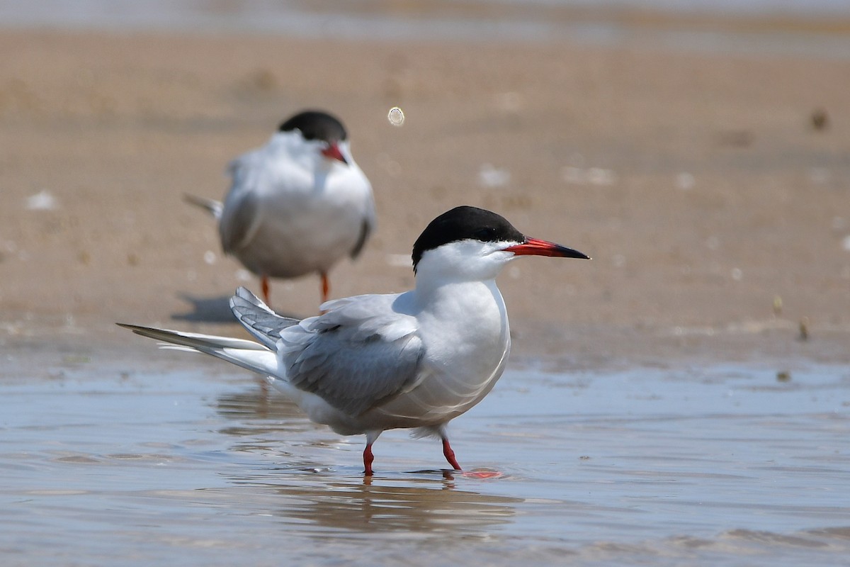 Common Tern - ML638557336