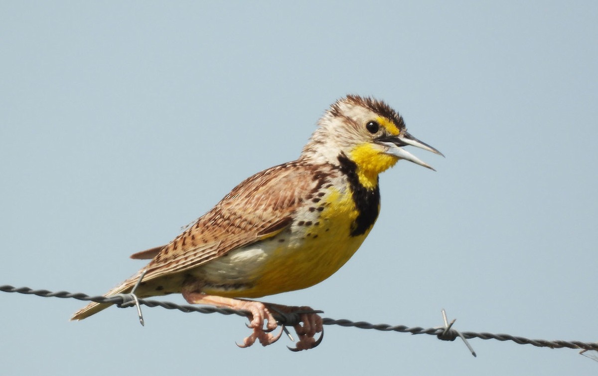 Western Meadowlark - ML638557339