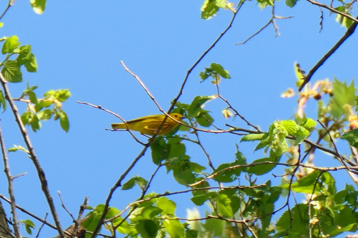 Yellow Warbler (Northern) - ML638557340