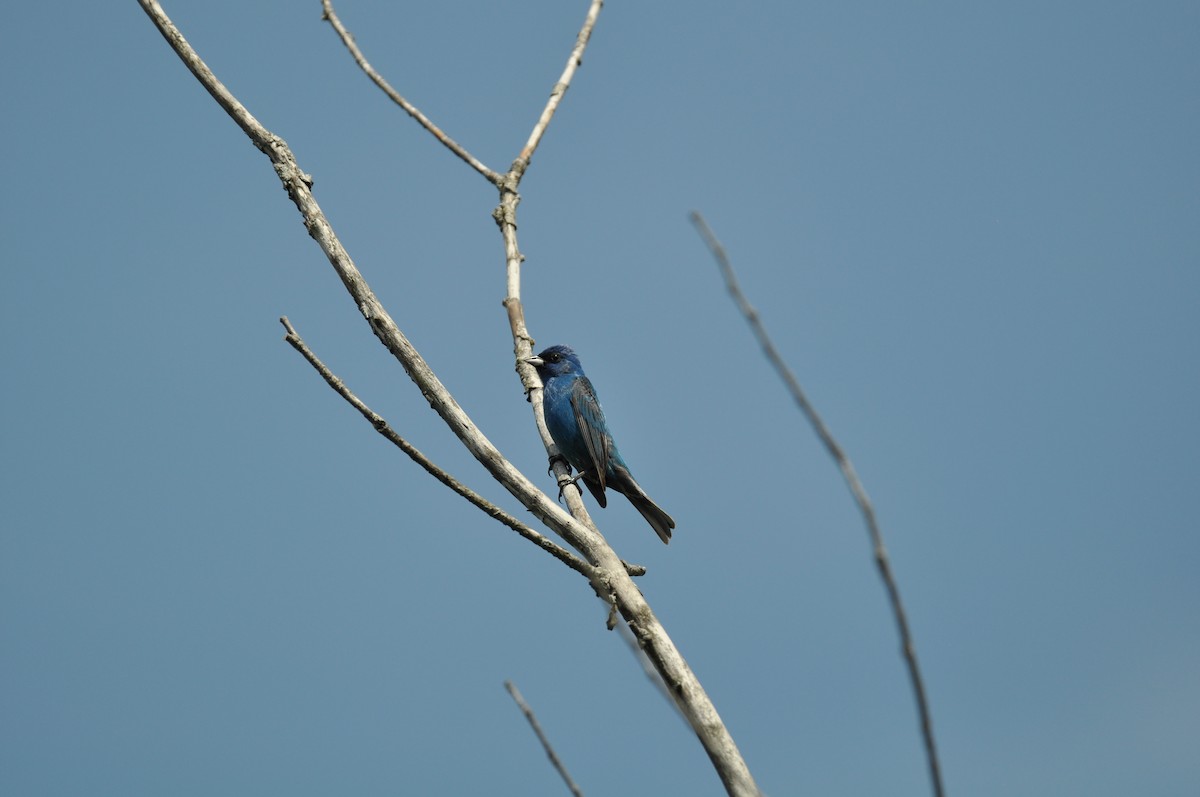 Indigo Bunting - ML638557341