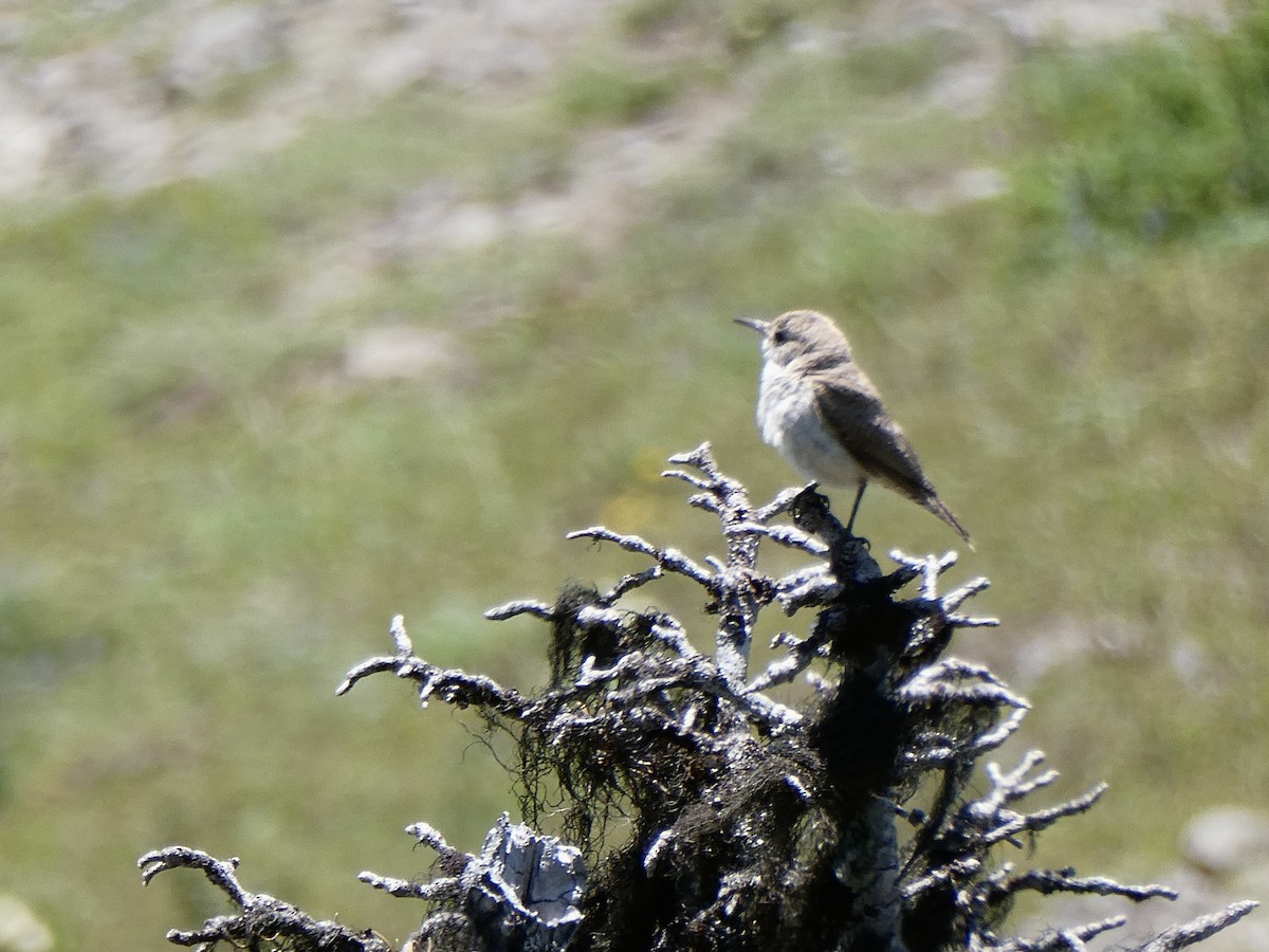Rock Wren - ML638557342