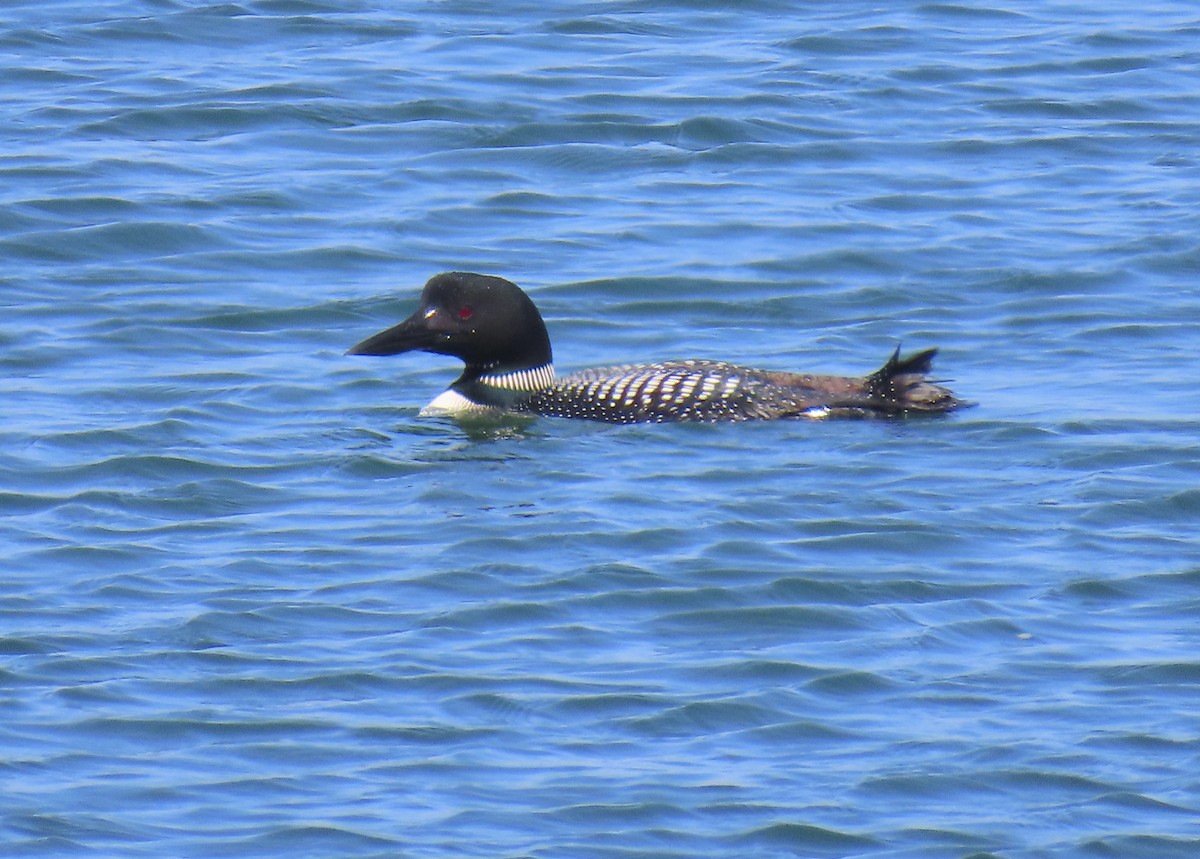 Common Loon - ML638557343