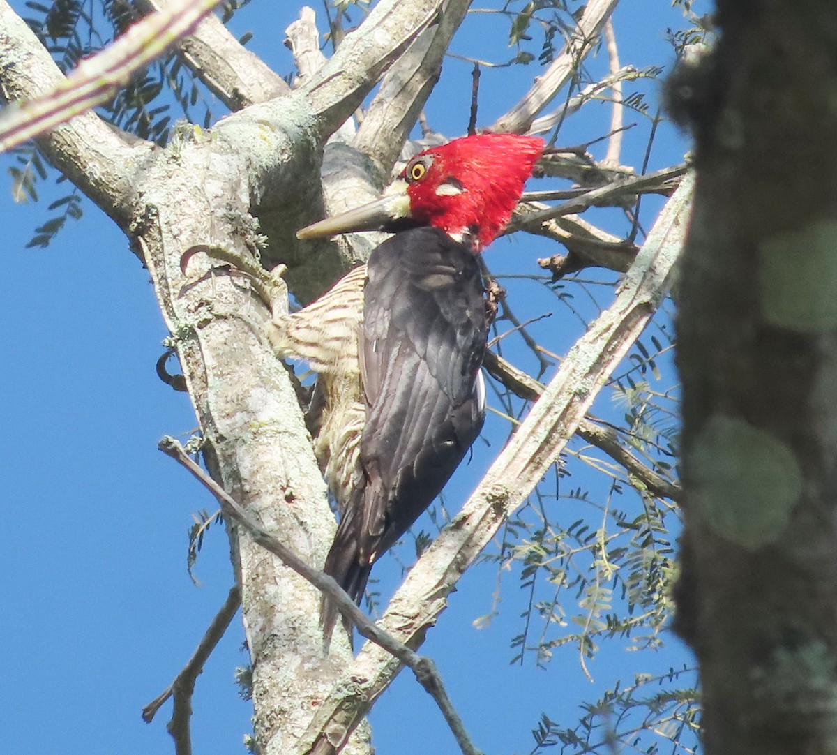 Crimson-crested Woodpecker - ML638557344