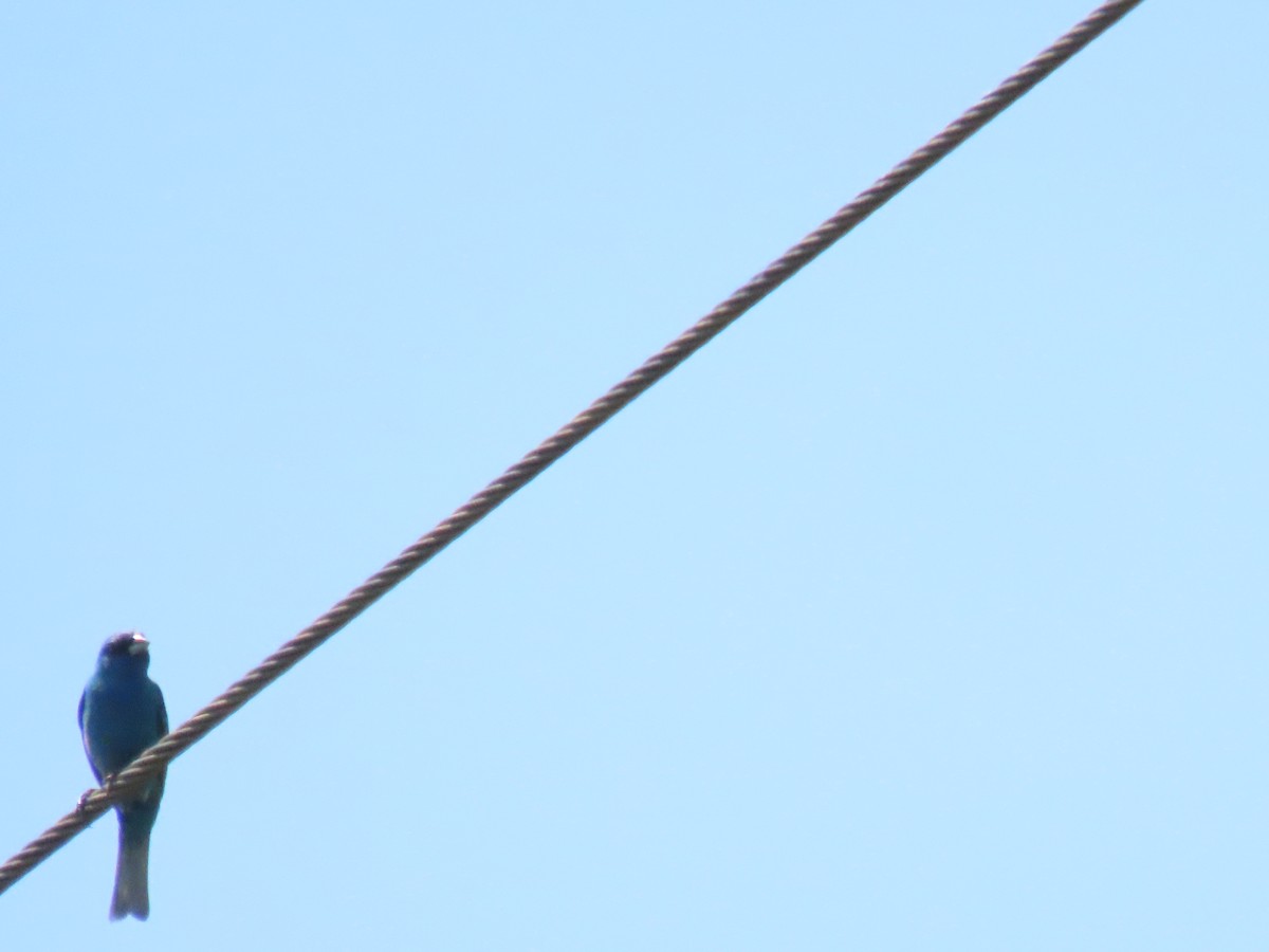 Indigo Bunting - ML638557346