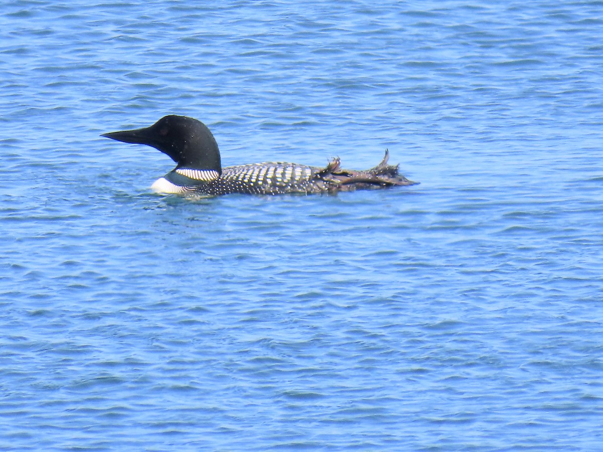 Common Loon - ML638557347