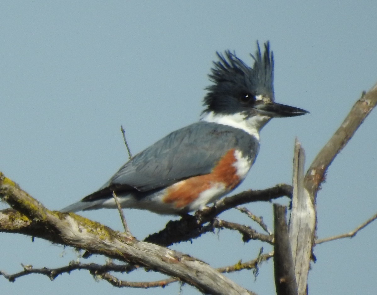 Belted Kingfisher - ML638557351