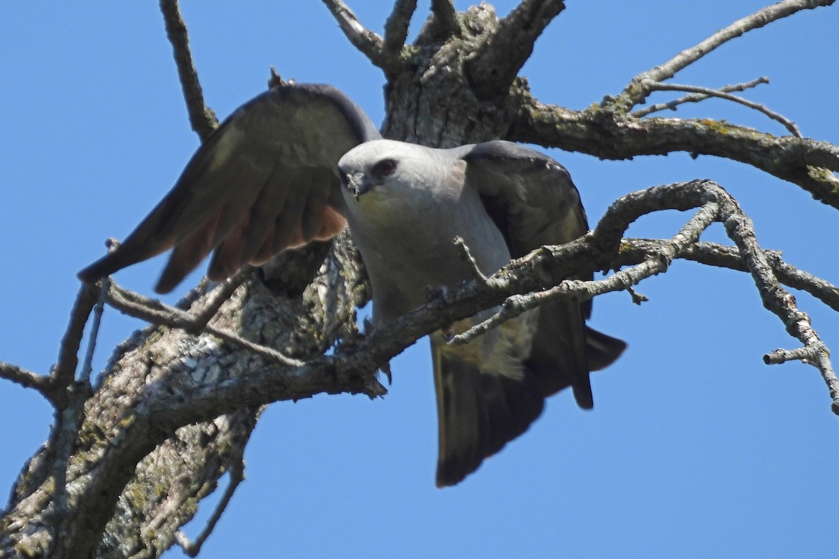 Mississippi Kite - ML638557353