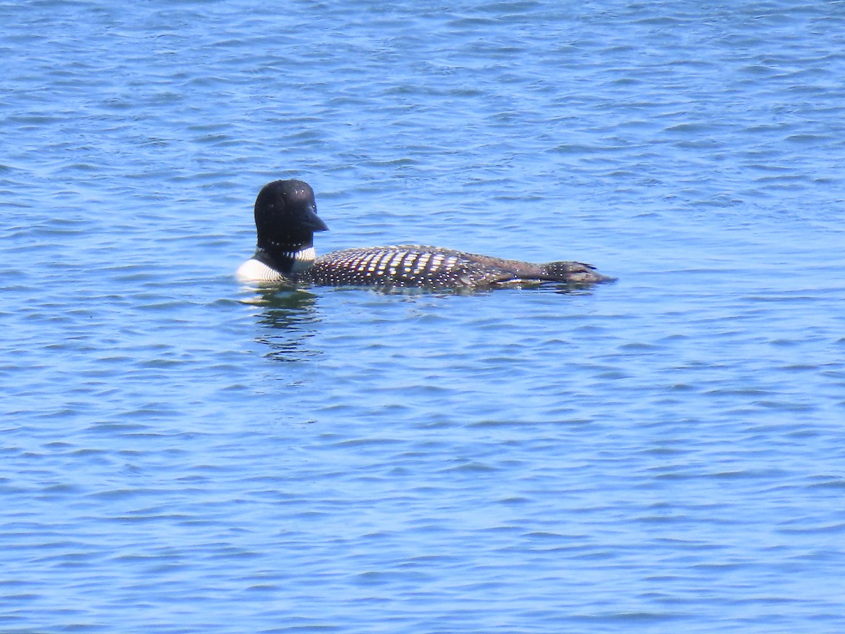Common Loon - ML638557354