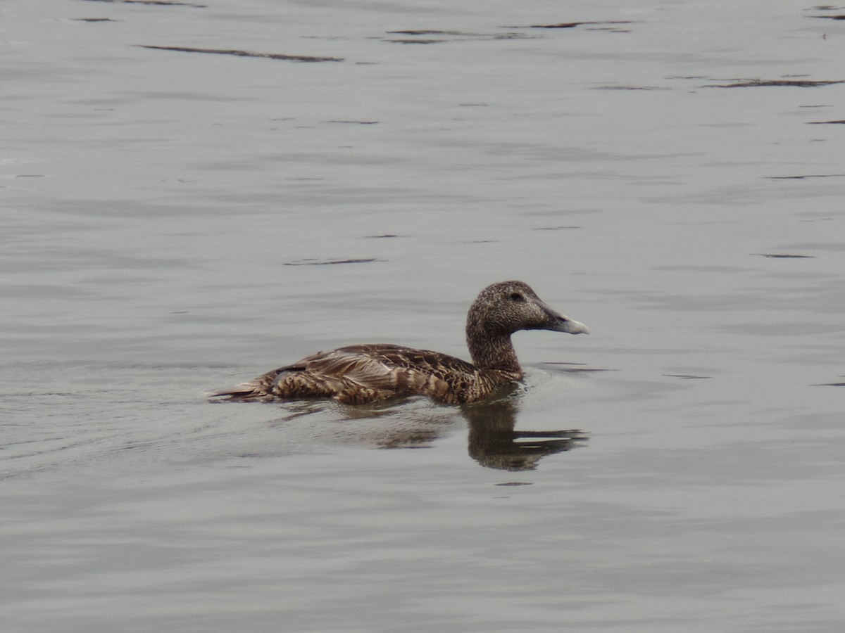 Common Eider - ML638557355