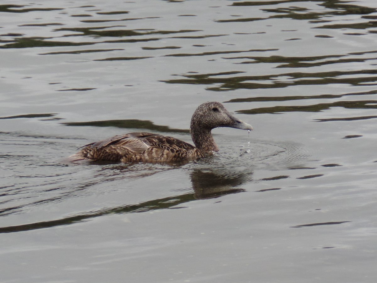 Common Eider - ML638557356