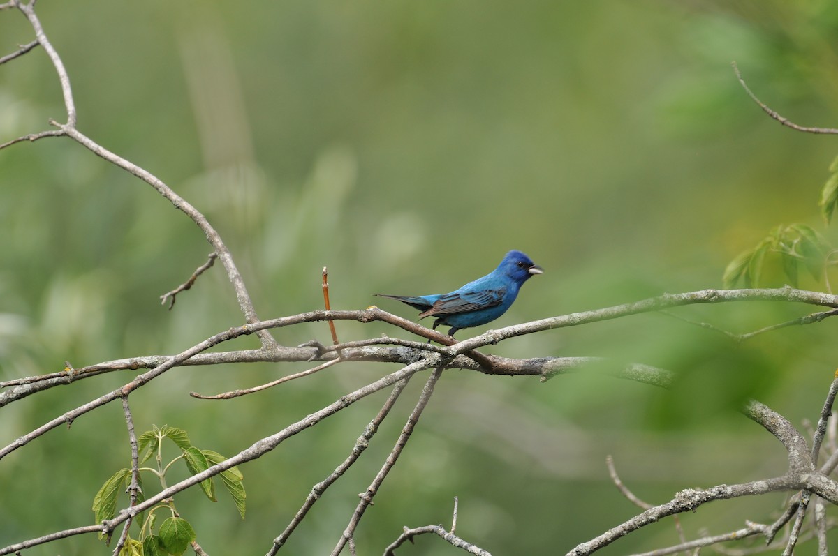 Indigo Bunting - ML638557358