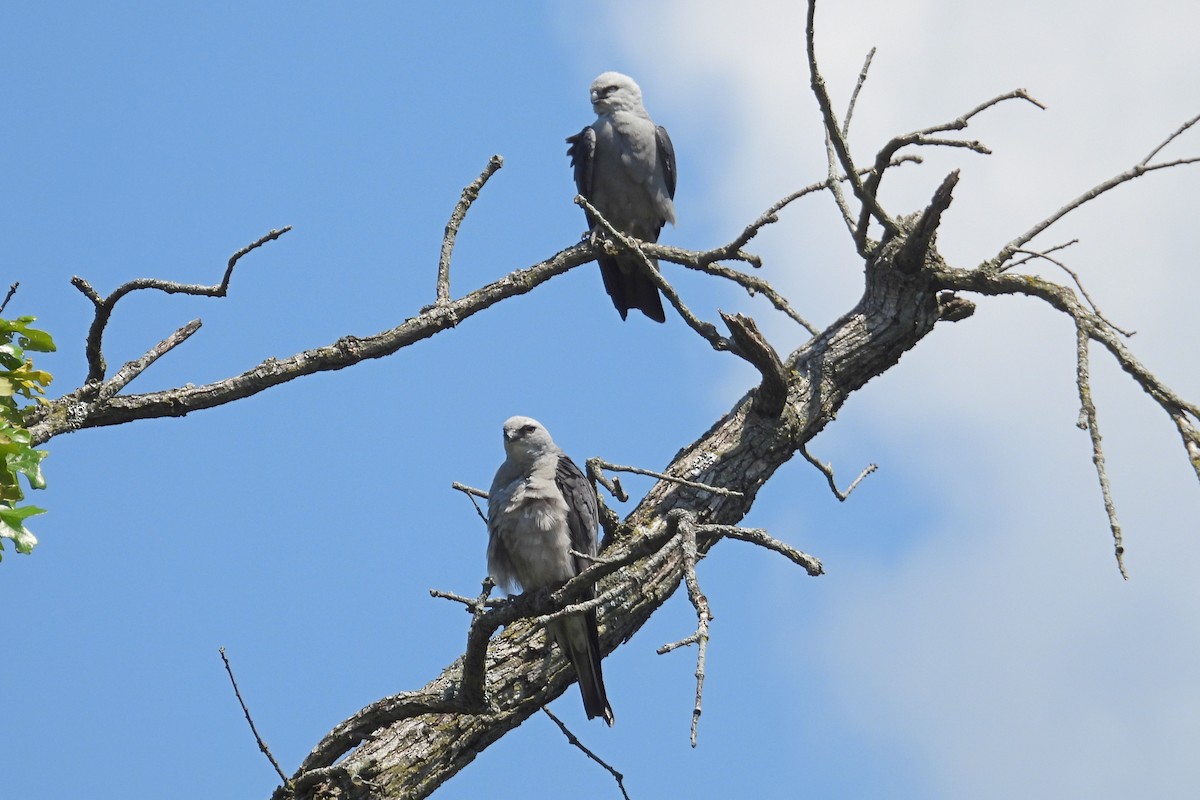 Mississippi Kite - ML638557364