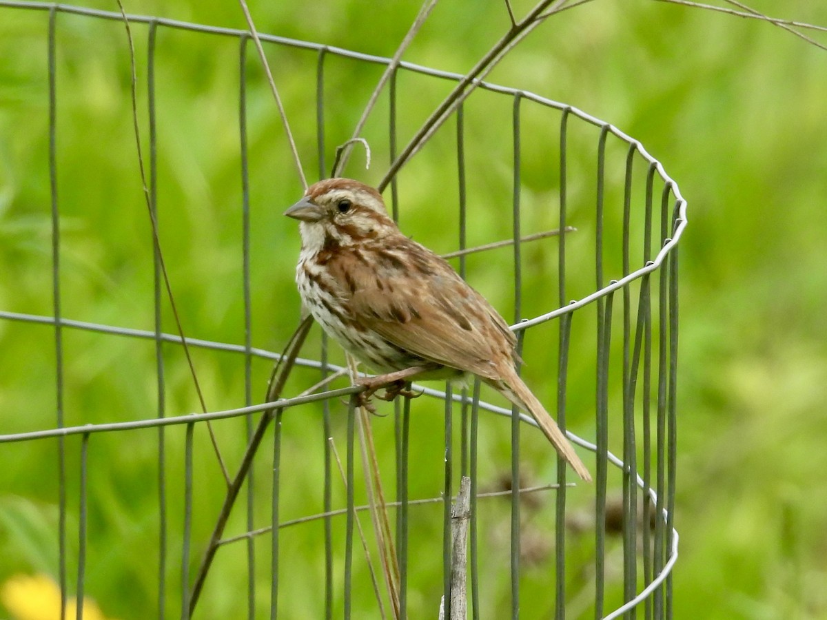 Song Sparrow - ML638557369