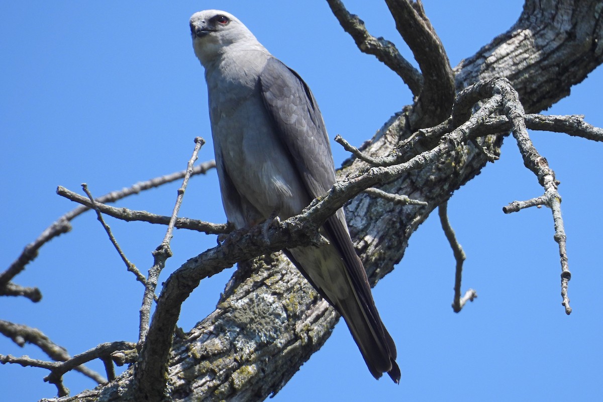 Mississippi Kite - ML638557370