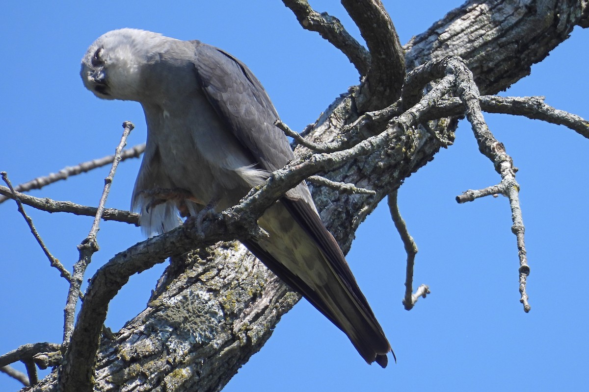 Mississippi Kite - ML638557373