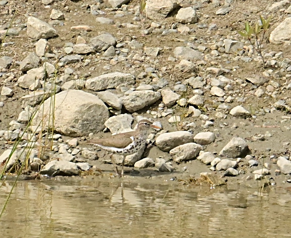 Spotted Sandpiper - ML638557374