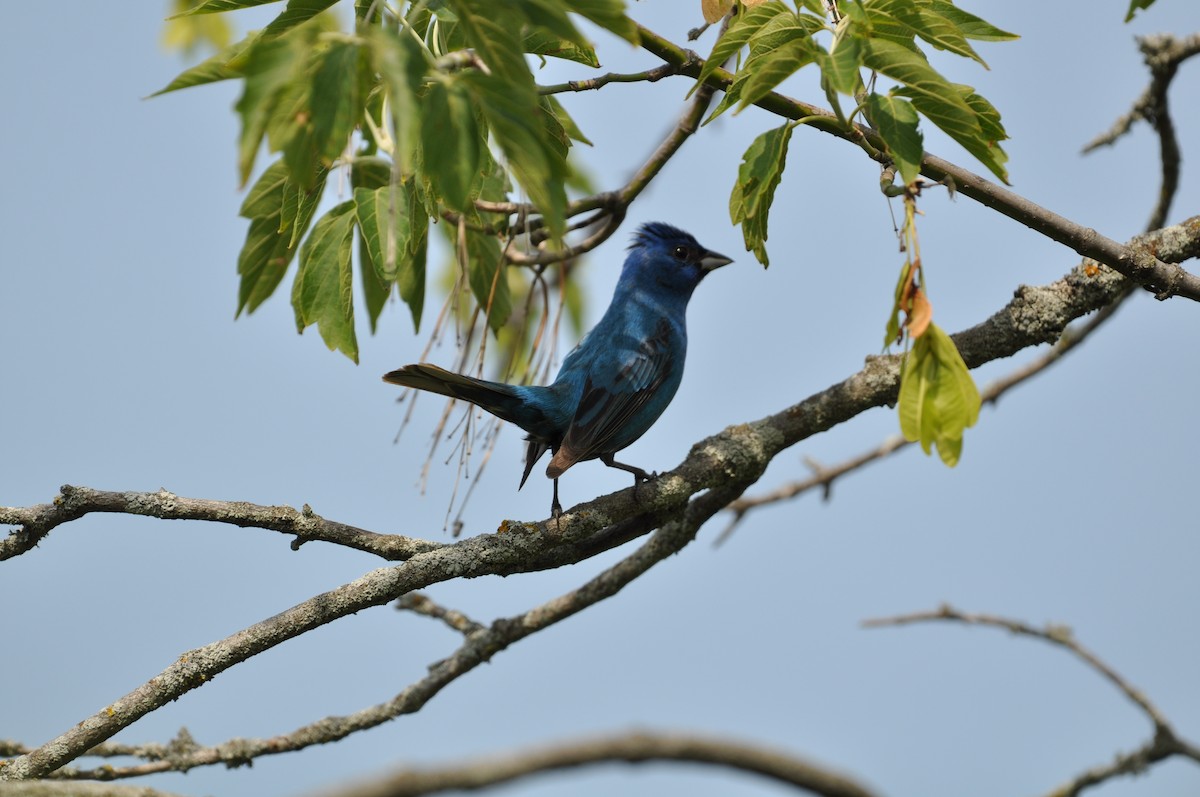 Indigo Bunting - ML638557376