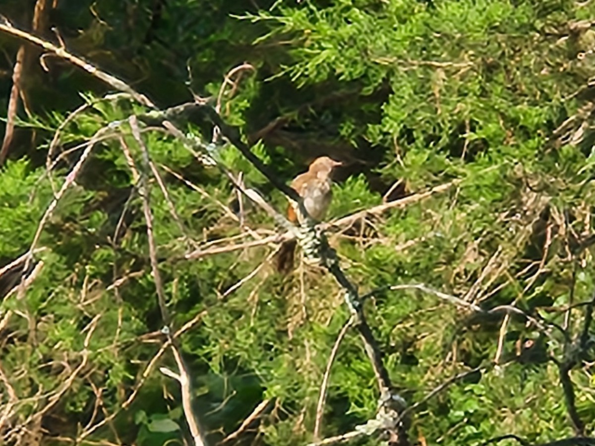brunspottefugl - ML638557386
