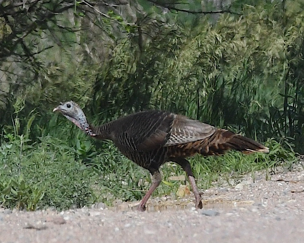 Wild Turkey - ML638557388