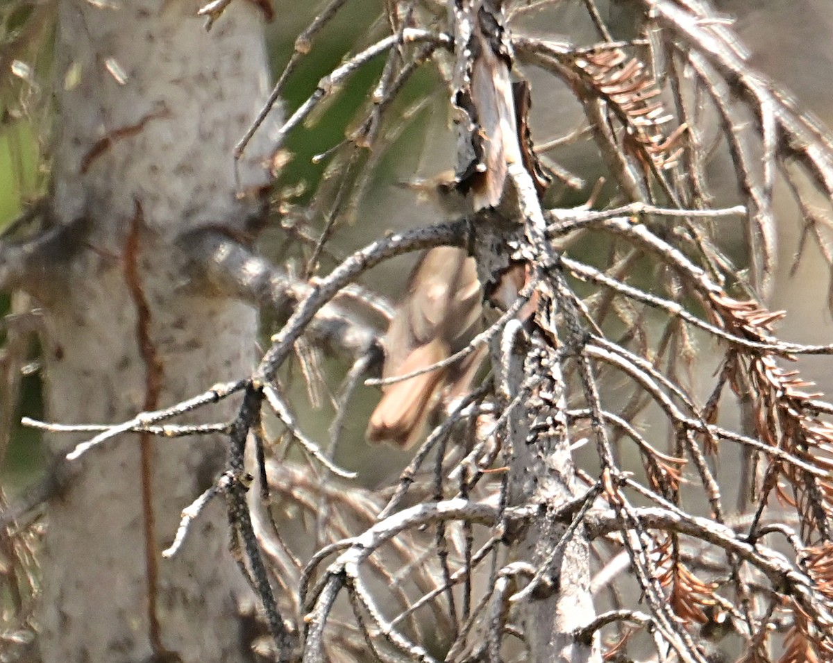 Hermit Thrush - ML638557391