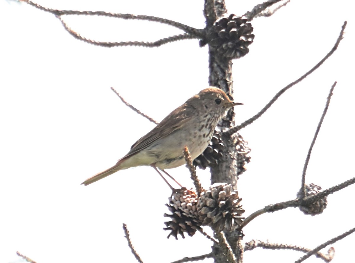 Hermit Thrush - ML638557392