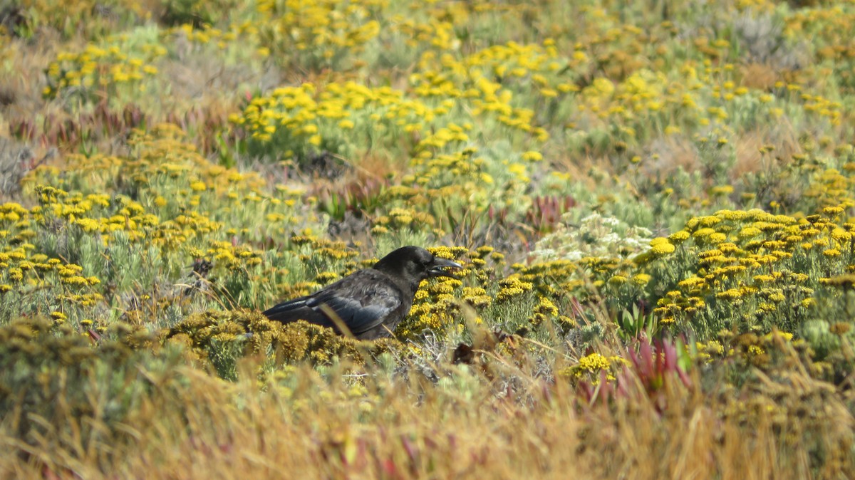 Carrion Crow - ML638557405
