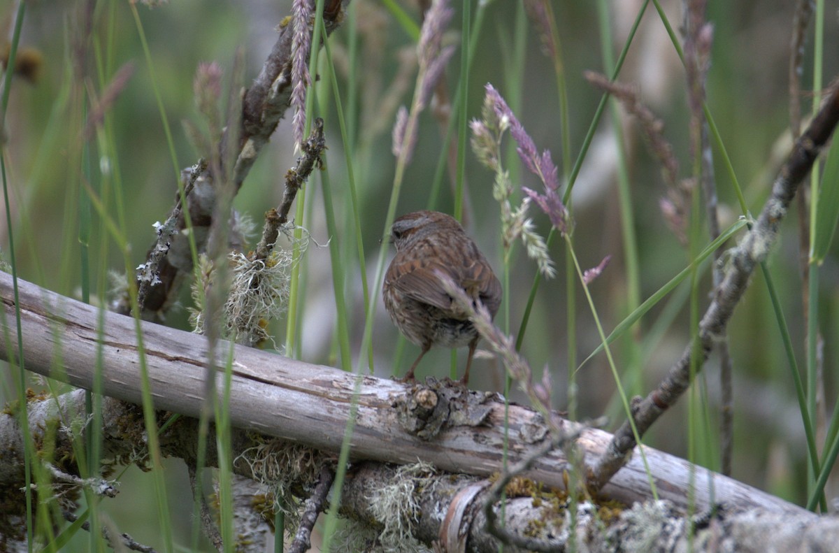 Song Sparrow - ML638557410